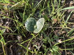 Lupinus microcarpus