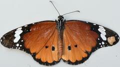 Danaus chrysippus orientis