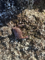 Cycloxanthops novemdentatus