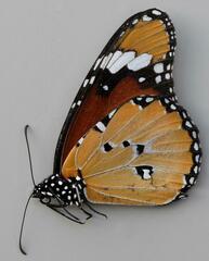 Danaus chrysippus orientis