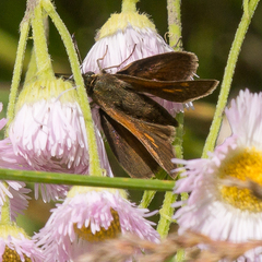 Polites themistocles