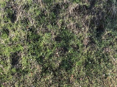 Lupinus microcarpus