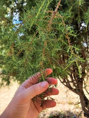 Acacia verticillata