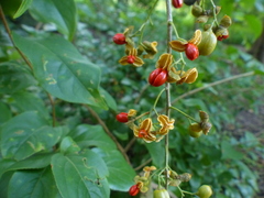 Celastrus paniculatus