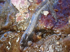 Enchiridium punctatum