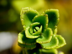 Veronica macrantha brachyphylla