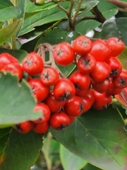 Cotoneaster