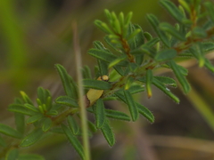 Chrysonoma paracycla