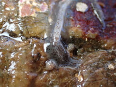 Enchiridium punctatum