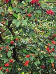 Cotoneaster