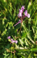 Linaria amethystea