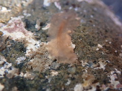 Leptoplanoidea