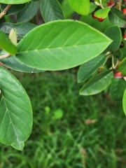 Cotoneaster