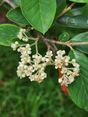 Cotoneaster