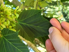 Acer capillipes