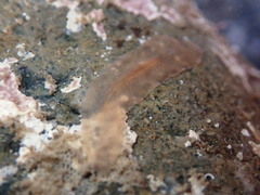 Leptoplanoidea