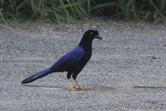 Cyanocorax beecheii