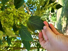 Acer capillipes