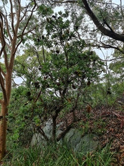 Banksia serrata