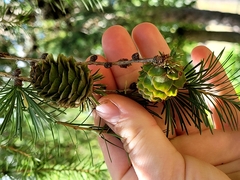 Larix kaempferi