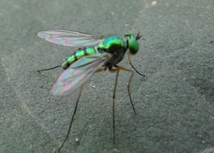 Chrysosoma globiferum