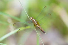Erythrodiplax lativittata