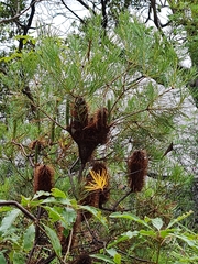 Banksia spinulosa