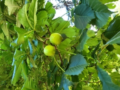 Aesculus hippocastanum