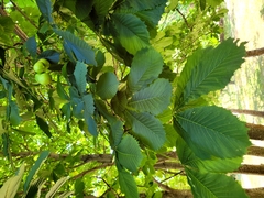 Aesculus hippocastanum