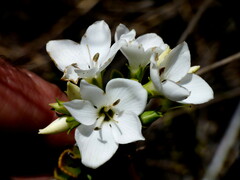 Veronica macrantha brachyphylla