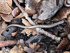 Batrachoseps gavilanensis