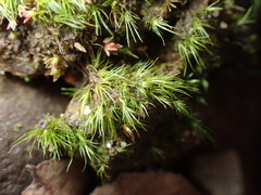 Dicranella heteromalla