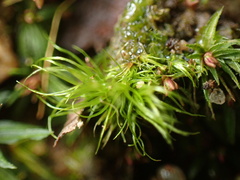 Dicranella heteromalla
