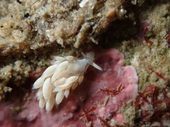 Trinchesia albocrusta