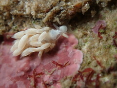 Trinchesia albocrusta