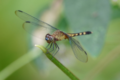 Erythrodiplax kimminsi