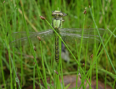 Ophiogomphus obscurus