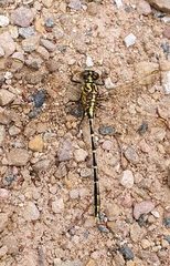 Austrogomphus guerini