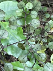 Coprosma arborea