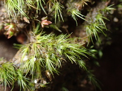 Dicranella heteromalla