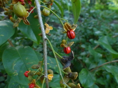 Celastrus paniculatus