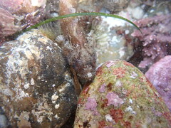 Paraclinus integripinnis