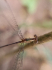 Lestes viridulus