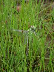 Ophiogomphus obscurus