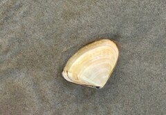 Latona deltoides