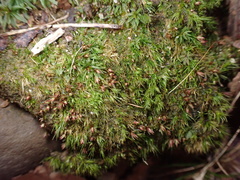 Dicranella heteromalla