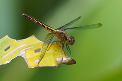 Erythrodiplax lativittata