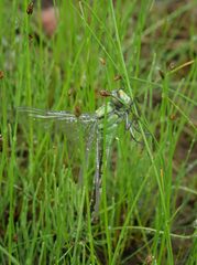 Ophiogomphus obscurus
