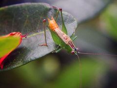 Conocephalus brevipennis