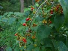 Celastrus paniculatus